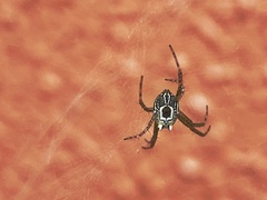 Cyrtophora cylindroides