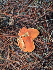 Lactarius rubidus