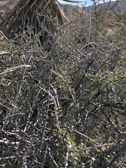 Prunus fasciculata