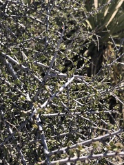 Prunus fasciculata