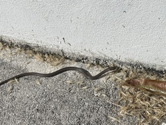 Cubophis vudii