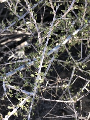 Prunus fasciculata