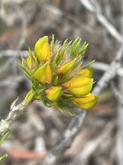 Phyllota grandiflora