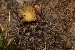 Eriosyce curvispina mutabilis