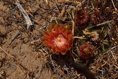 Eriosyce curvispina mutabilis