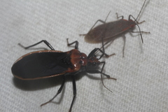 Rhiginia cinctiventris