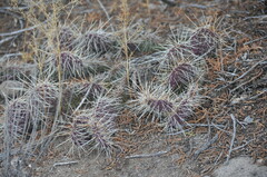Opuntia polyacantha polyacantha