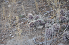 Opuntia polyacantha polyacantha