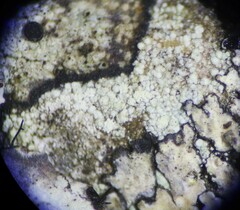 Lecanora nothocaesiella