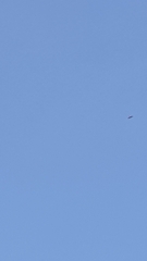 Accipiter trivirgatus