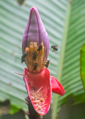 Trigona fulviventris