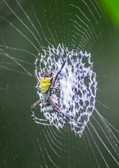 Argiope submaronica