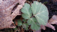 Geum