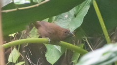 Cyanoloxia cyanoides