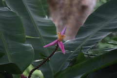 Musa ornata