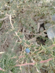 Berberis empetrifolia