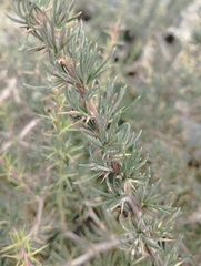 Berberis empetrifolia