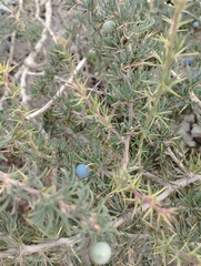 Berberis empetrifolia