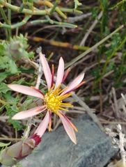 Mutisia sinuata