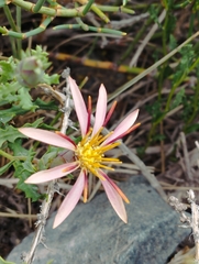 Mutisia sinuata
