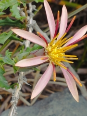Mutisia sinuata