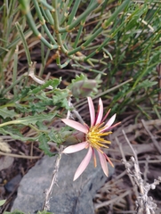 Mutisia sinuata