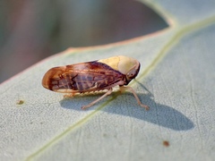 Brunotartessus fulvus