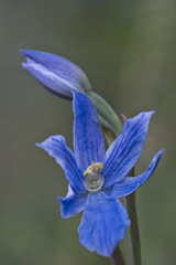 Thelymitra cyanea