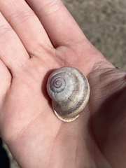 Otala punctata