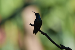 Chrysuronia