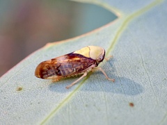 Brunotartessus fulvus