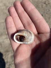Otala punctata