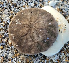 Echinarachnius parma