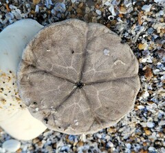 Echinarachnius parma