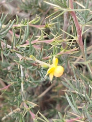 Berberis empetrifolia