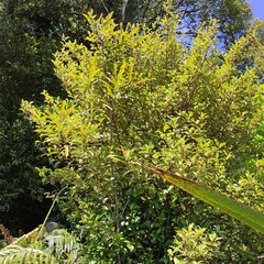 Quintinia serrata