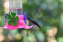 Chrysuronia versicolor