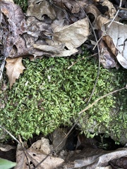 Entodon cladorrhizans