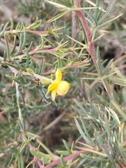 Berberis empetrifolia