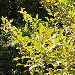 Quintinia serrata