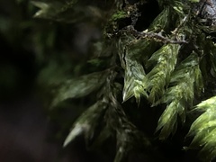 Entodon cladorrhizans