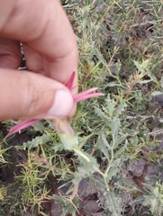 Mutisia sinuata