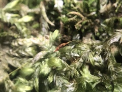 Entodon cladorrhizans