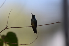 Chrysuronia