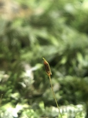 Entodon cladorrhizans