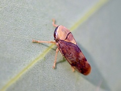 Brunotartessus fulvus