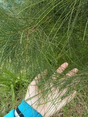 Casuarina equisetifolia