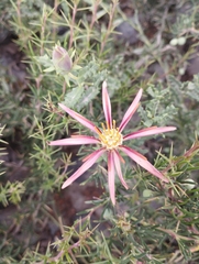 Mutisia sinuata