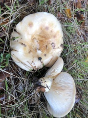 Lactarius alnicola