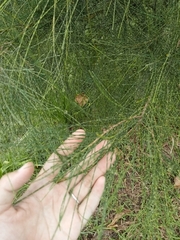 Casuarina equisetifolia